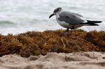 A seagull walks over seaweed that washed ashore in Fort Lauderdale, Fla.