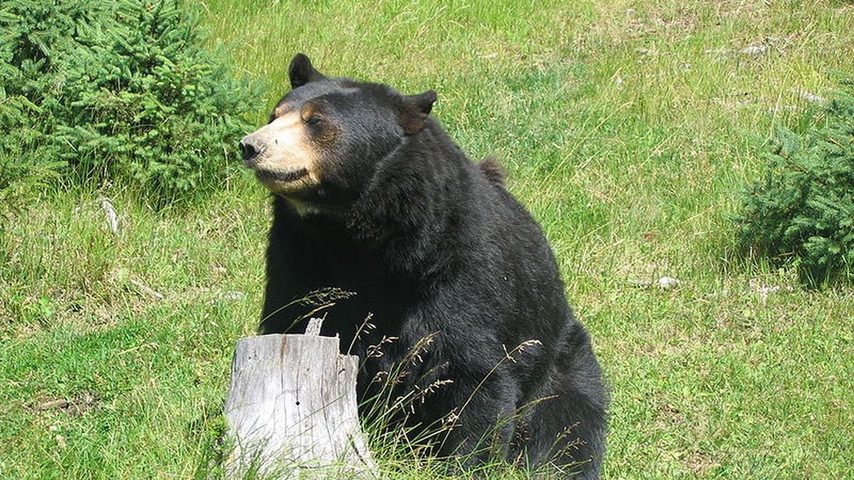 Черный медведь в засаде. Гималайский медведь в дупле. Бидер р. "медведь". Where bears live