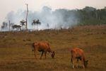 Cattle graze near a fire in Amazonas, Brazil, on Sept. 22. A new report analyzed years of data on wildlife populations across the world and found a downward trend in the Earth's biodiversity.