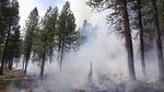 The low-intensity prescribed fire is designed to burn grass, shrubs, stumps, accumulated pine needles and any other dead wood on the forest floor.