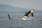 A female southern resident orca was photographed in 2018 breaching the water near the San Juan Islands off the coast of Washington. A team of Canadian and American scientists placed tags on both northern and southern resident orcas to reveal differences between how they hunt and forage for salmon.
