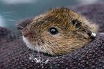 The gray-tailed vole is the most common vole in Oregon’s Willamette Valley. 