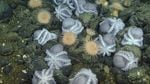 Researchers at the Monterey Bay Aquarium Research Institute studied female octopuses that nest together off Central California at a depth of about 3,200 meters.