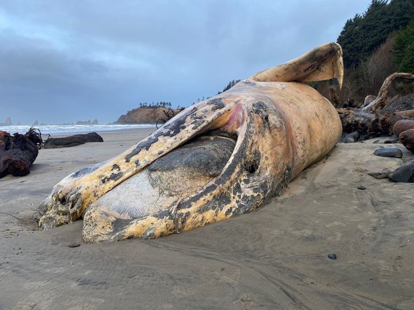 Sperm whale beached in Oregon killed by ship, feds find