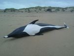 A right whale dolphin turned up last Friday on Manzanita Beach. Researchers at Portland State University are conducting tests to determine how the animal died.