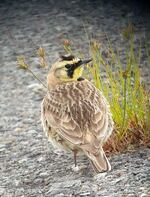 Streaked horned larks, named for their black horn-like feathers, were once abundant in Northwest prairies but have declined rapidly since the 1950s.