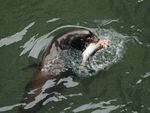 Sea lions have been eating steelhead and other fish at Willamette Falls in ever greater numbers.