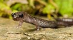 Environmental groups are petitioning for the Siskiyou Mountains salamander to be added to the Endangered Species list.