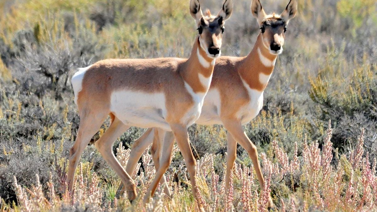 Biologists To Begin Tracking, Studying Pronghorn Antelope In Oregon OPB