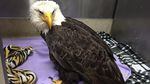 A bald eagle shot north of Gaston, Oregon, received treatment at the Audubon Society of Portland before being euthanized.