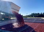 A truck deposits freshly harvested cranberries. After being rinsed, they are conveyed inside a cleaning plant for processing.