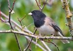Dark-eyed junco. It's one of the many birds counted in the 2014 Great Backyard Bird Count.