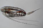 Calanus marshallae are fatty copepods that many fish like to snack on. They thrive in waters along the Gulf of Alaska to waters off British Columbia, Washington and Oregon.