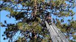 A firefighter stands at the top of a ladder to look at a tall pine tree. A bear was found dead in the tree.