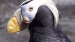 A tufted puffin is pictured at the Oregon Coast Aquarium in Newport, Ore., in this undated file photo.