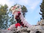Nick Lee, left, and Eric Lee perform a traditional lion dance as part of the Portland Lee's Association Dragon & Lion Dance team.