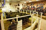 Ranchers buy and sell cattle at the Intermountain Livestock Exchange in La Grande, Oregon, on Thursday, Jan. 19, 2023.