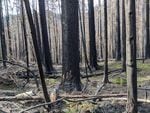 Charred trees and downed branches litter the forest.