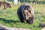 The Washington State University Bear Research Center in Pullman, Washington has a population of 11 grizzly bears that are helping scientists learn about insulin resistance in hibernating bears and how that compares to insulin resistance in diabetic people.