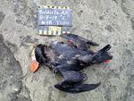 University of Washington scientists found that tufted puffins and other deep-diving seabirds experienced a higher rate of mortality than other seabirds from marine heat waves. This photo shows the carcass of a tufted puffin that washed up on an Aleutian Island off the coast of Alaska in 2019 and was recorded in one of the surveys the University of Washington scientists analyzed to make their findings.