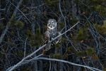 A great gray owl perches beside an open meadow near Sunriver, Ore., Friday, March 26, 2021, after being released from the wildlife hospital. The owl struck a residential window, which caused hemorrhaging behind his eye.