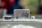 A ballistics gel shows toxic fragments from a lead bullet. Lead poisoning is the leading cause of condor mortality. The Oregon Zoo participates in a non-lead hunting initiative to inform hunters of the dangers of lead ammunition and provide information on alternatives, like copper. 