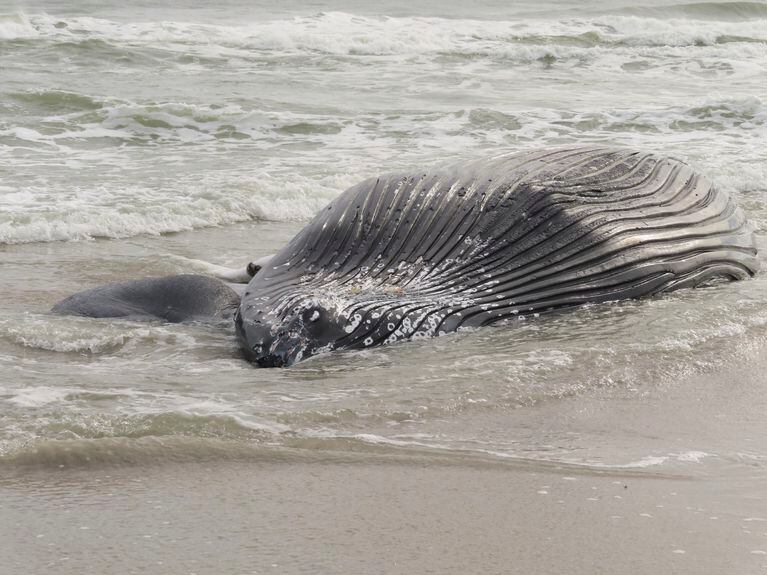 The body of a humpack whale lies on a beach in Brigantine N.J., after it washed ashore on Friday, Jan. 13, 2023. It was the seventh dead whale to wash ashore in New Jersey and New York in little over a month, prompting calls for a temporary halt in offshore wind farm preparation on the ocean floor from lawmakers and environmental groups who suspect the work might have something to do with the deaths.