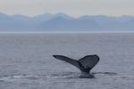 One of many humpback whales seen feeding in the Strait of Juan de Fuca on Aug. 10.