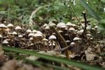 Oregon’s attorney general has approved language for a ballot measure to make psilocybin legal.
