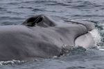 Photograph of fin whale taken during Oregon State University Marine Mammal Institute's 2014 tagging field season off southern California.