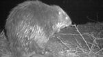 A beaver caught on a remote camera at night.