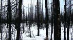 snow covers the ground in a severely burnt forest of blackened trees