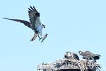 A parent osprey delivers fish to its young on Aug. 12, 2023 at a nesting site owned by William Smith Properties, and overlooking Bend's Whitewater Park.