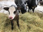 Ranchers struggle to keep enough fresh hay and bedding down for new calves and their mothers during the recent blizzards across southeast Oregon and much of the West. 