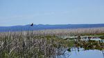 Yellow headed blackbirds make their homes in the marshes of Upper Klamath.