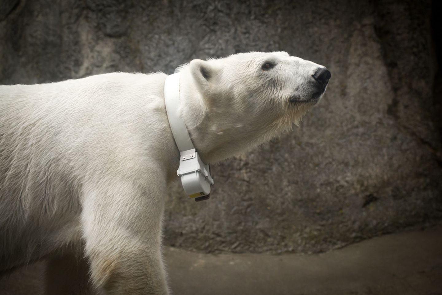 How studying polar bears in zoos can help protect them in the wild - OPB