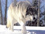 File photo of a gray wolf. 