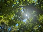 A shining glimpse of the sun can be seen between the leaves and branches of a tall tree canopy.