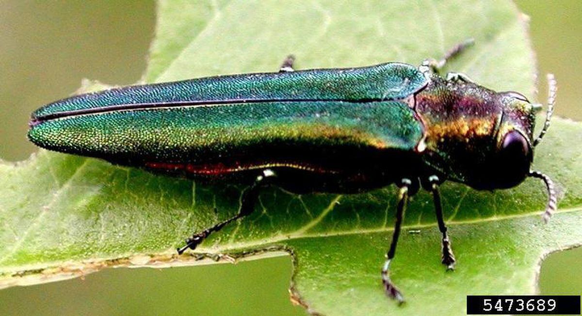 Portland Outlines Plan To Fight Invasive Tree-Killing Beetle - Opb