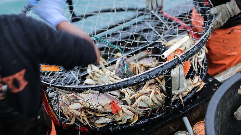 Crabber Caught Poaching, Hiding Crab In Trash Cans Under, 45% OFF