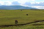 Cattle graze in a pasture in Baker County, Oregon.