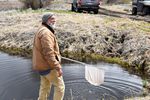 Karl Wenner releases a net full of young suckers into the nursery pond at Lakeside Farms.
