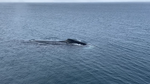 A migrating bowhead whale is seen breaching the water's surface off the north coast of Alaska, on April 27, 2022. Scientists at Oregon State University have used 12 years of underwater recordings to reveal how the whales' migration patterns have changed with melting Arctic sea ice due to rising temperatures from climate change.
