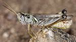 A grasshopper seen up close