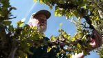 A closeup of a man wearing a hat while he touches the branch of a tree on a blue sky day.