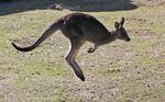 FILE - A grey kangaroo hops along a hill side in the Wombeyan Karst Conservation Reserve near Taralga, southwest of Sydney, Australia, Aug. 18, 2016.