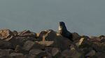 Sea lion sits on jetty at Astoria.