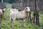 Johan Vineyards in the Willamette Valley includes sheep on their vineyards as part of their agricultural practices.