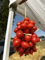 A bunch of tomatoes that are dry-farmed hang on display at a recent OSU event. These types are common in Spain and Italy.