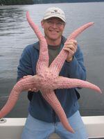 Joel Elliott is a marine ecologist at University of Puget Sound. He used to reliably find large spiny pink stars (Pisaster brevispinus) like this in South Puget Sound. 